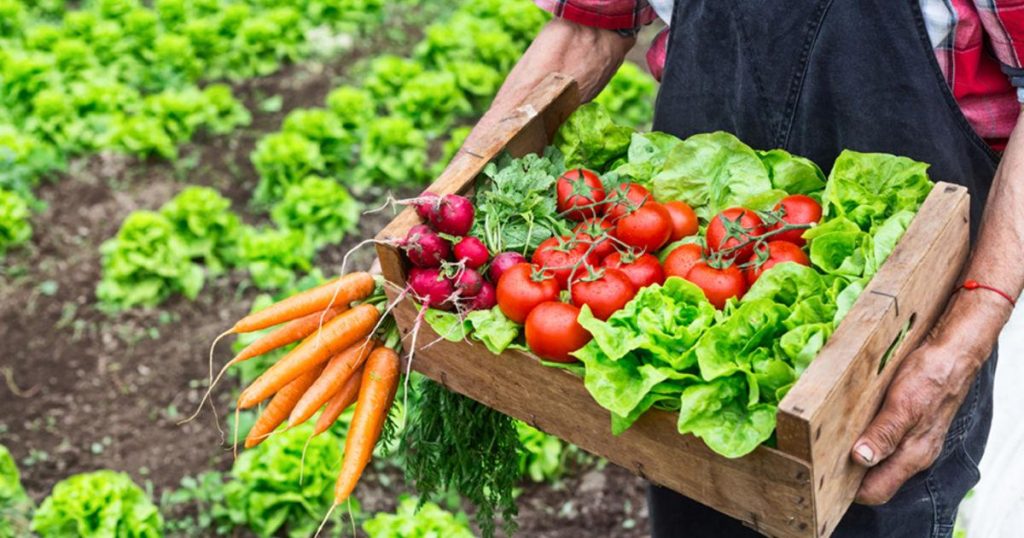 چگونه محصولات کشاورزی را بهصورت عمده با کیفیت خریداری کنیم؟