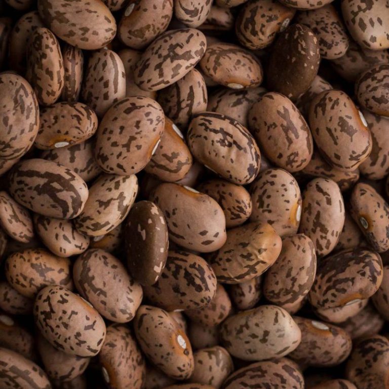 لوبیا چیتی